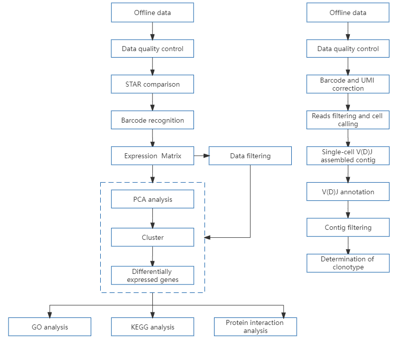 9、Single-cell sequencing – 10x Genomics single-cell immunolibrary sequencing.png